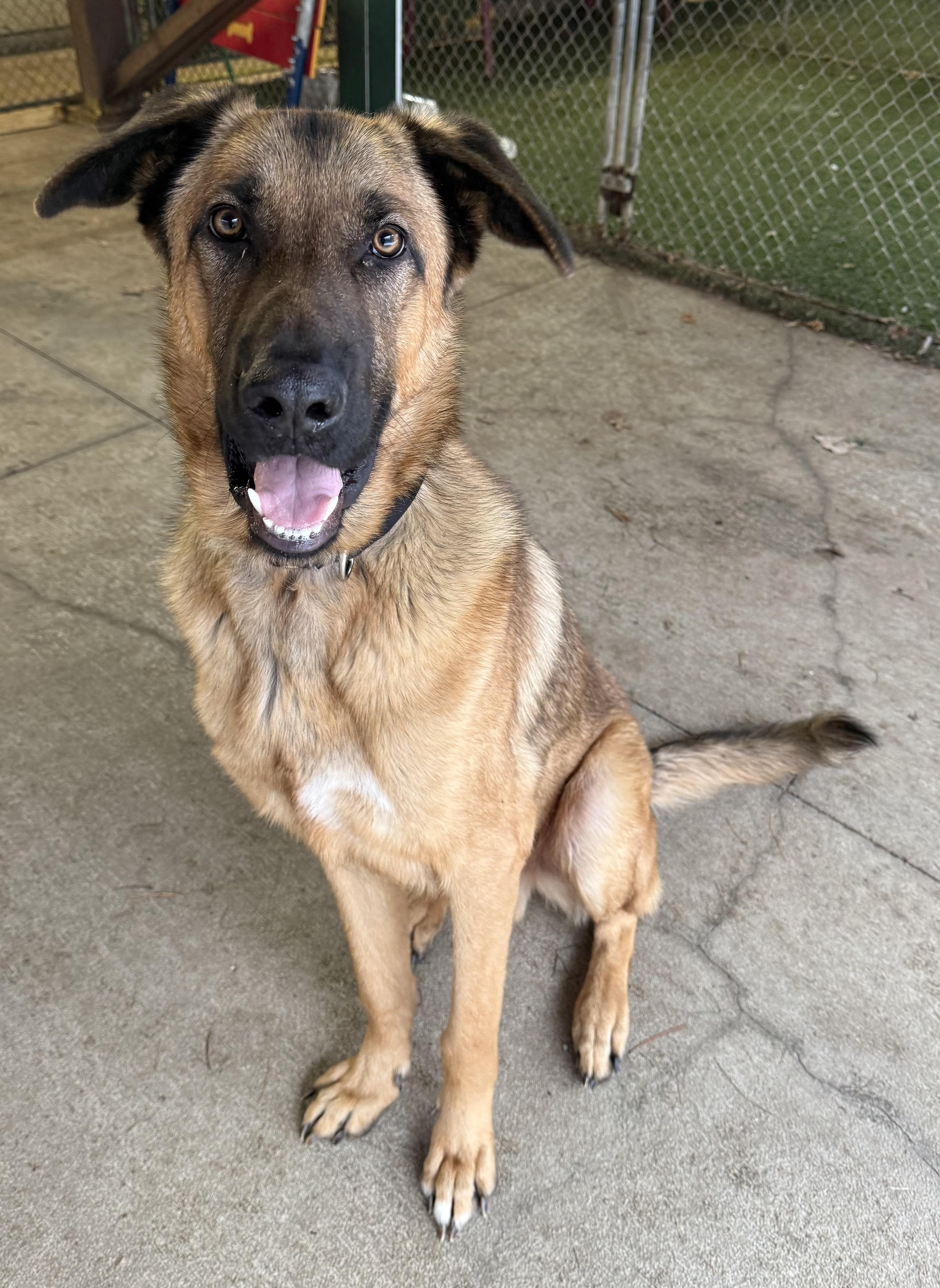 Pita, ADOPTABLE, Adult Male German Shepherd Dog.