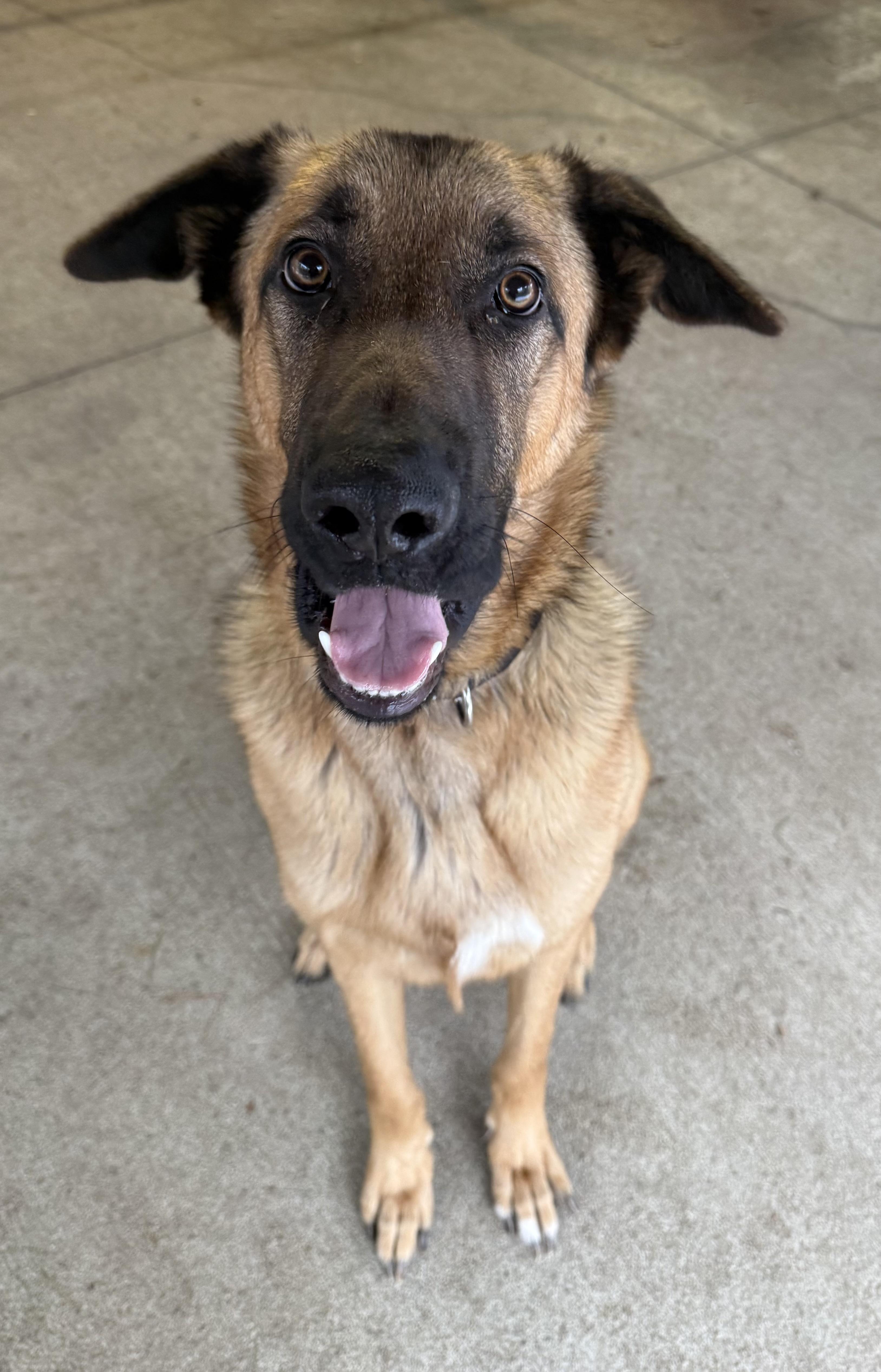Enlarge Pita, a ADOPTABLE mixed breed in Sudbury, MA image 3/4