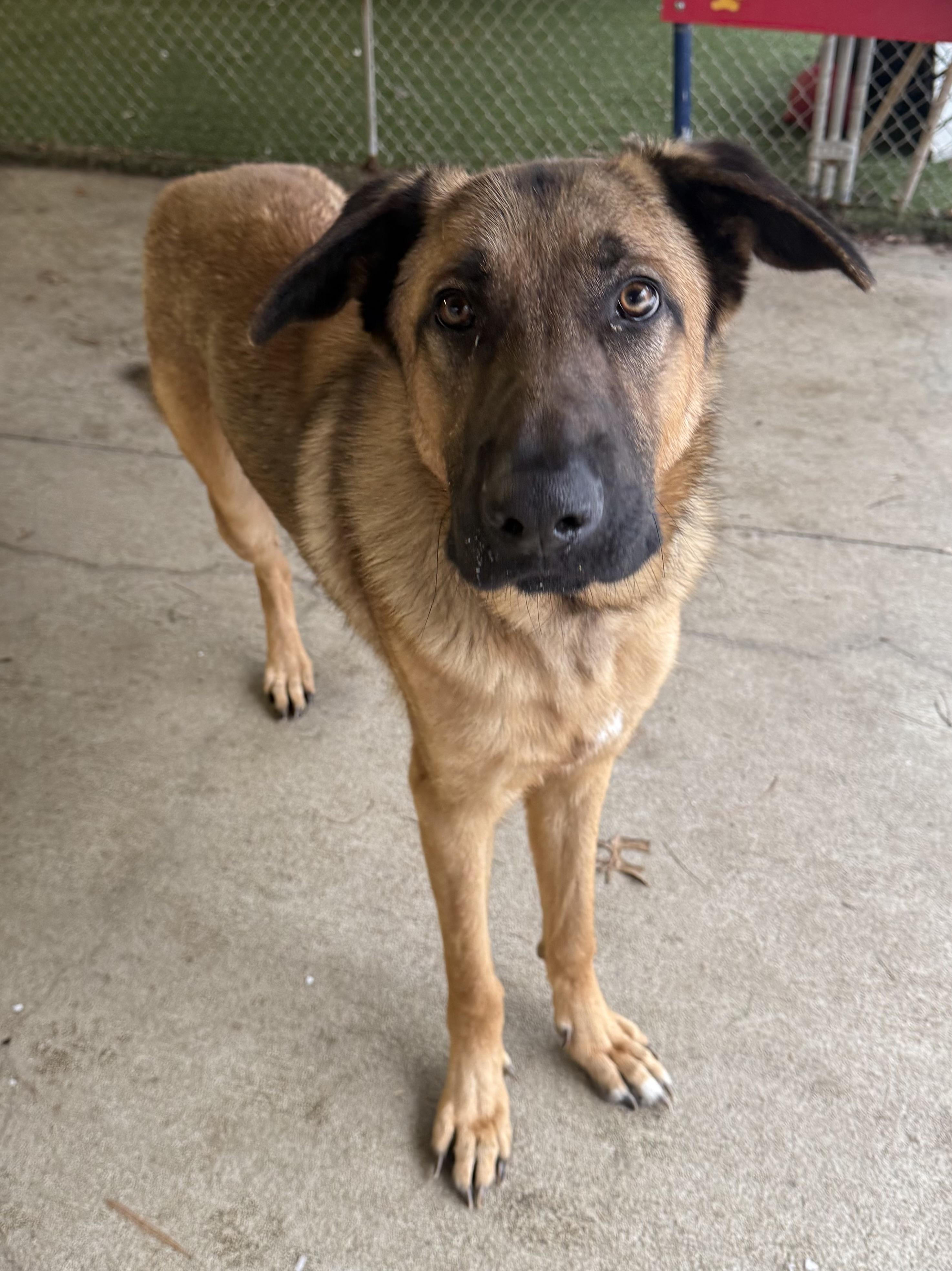 Enlarge Pita, a ADOPTABLE mixed breed in Sudbury, MA image 4/4