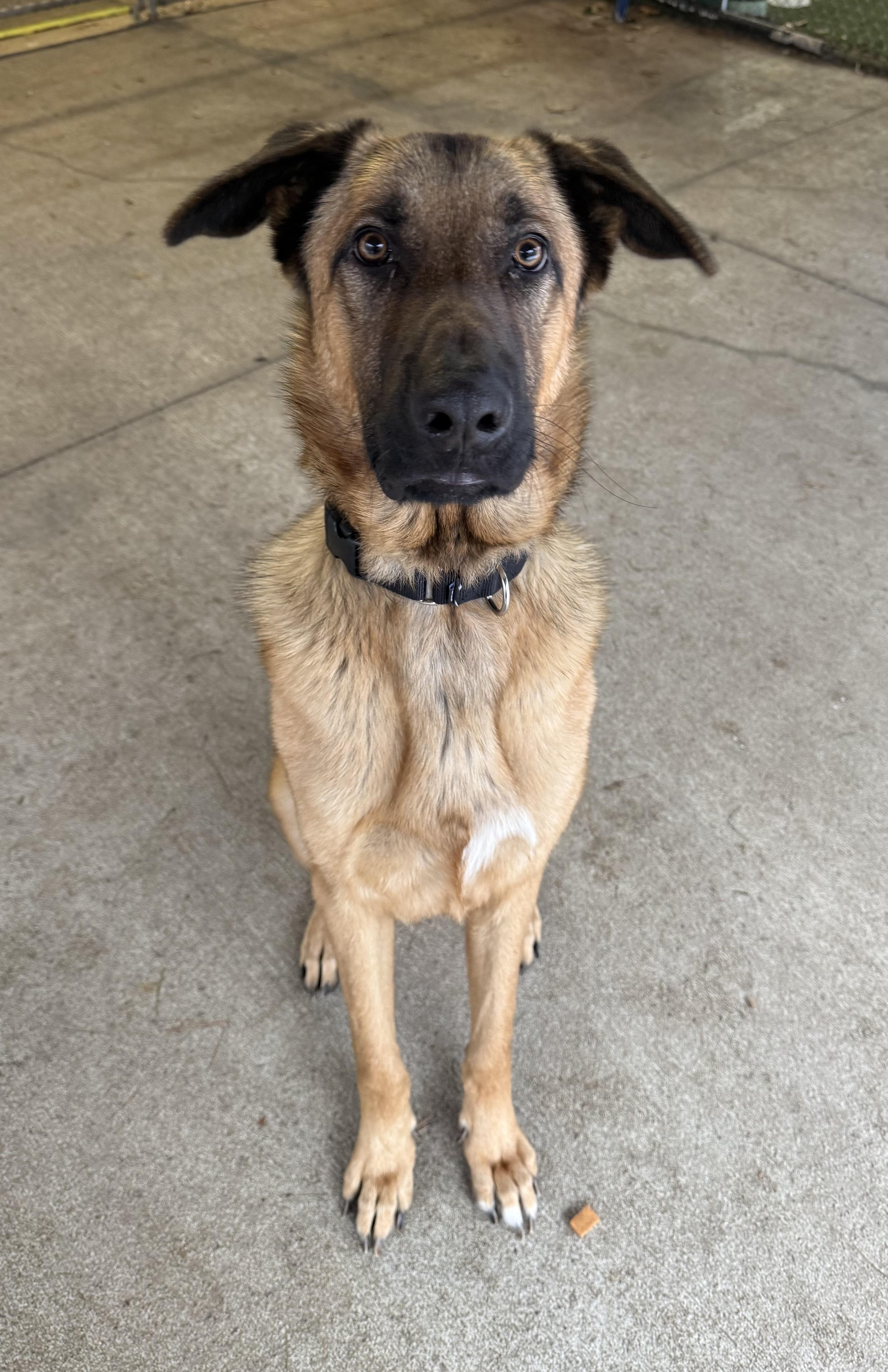 Enlarge Pita, a ADOPTABLE mixed breed in Sudbury, MA image 2/4