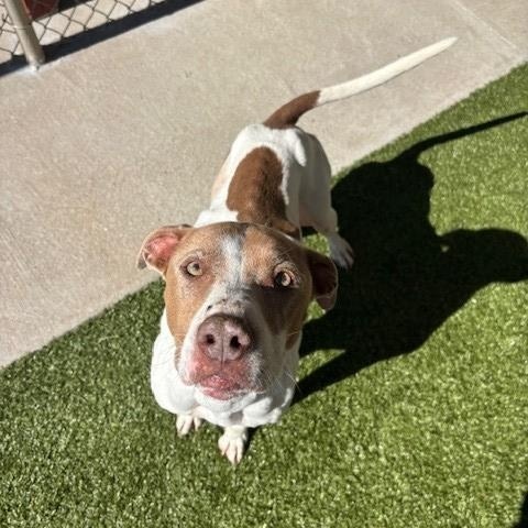 Sadie, an adopted Pit Bull Terrier in Fayetteville, AR image 5/5