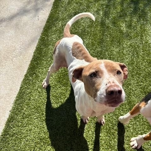 Sadie, an adopted Pit Bull Terrier in Fayetteville, AR image 2/5