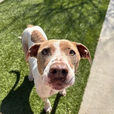 Sadie, an adopted Pit Bull Terrier in Fayetteville, AR image 3/5