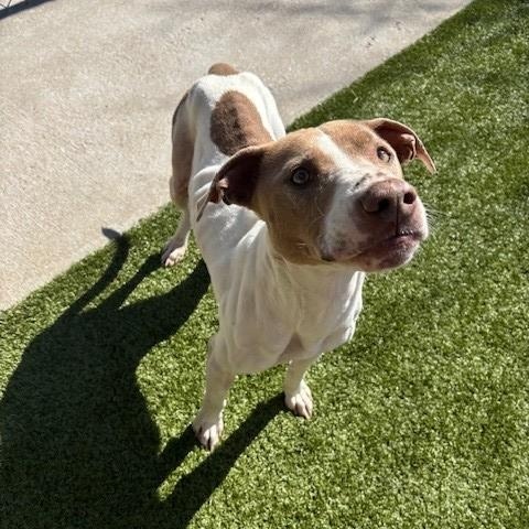 Sadie, an adopted Pit Bull Terrier in Fayetteville, AR image 4/5