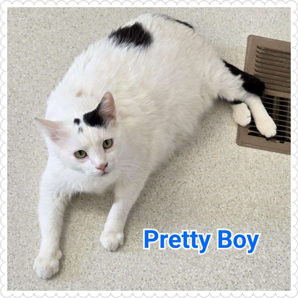 Enlarge Pretty Boy, a Adopted mixed breed in North Saint Paul, MN image 1/6