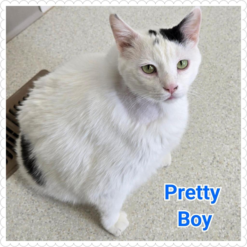 Enlarge Pretty Boy, a Adopted mixed breed in North Saint Paul, MN image 2/6