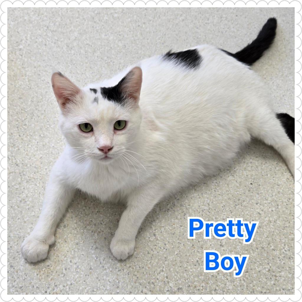 Enlarge Pretty Boy, a Adopted mixed breed in North Saint Paul, MN image 3/6