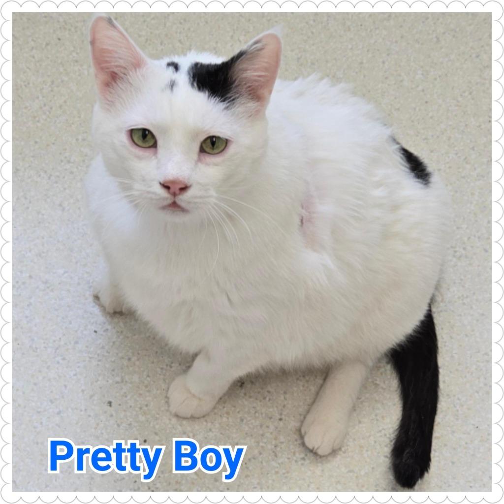 Enlarge Pretty Boy, a Adopted mixed breed in North Saint Paul, MN image 4/6