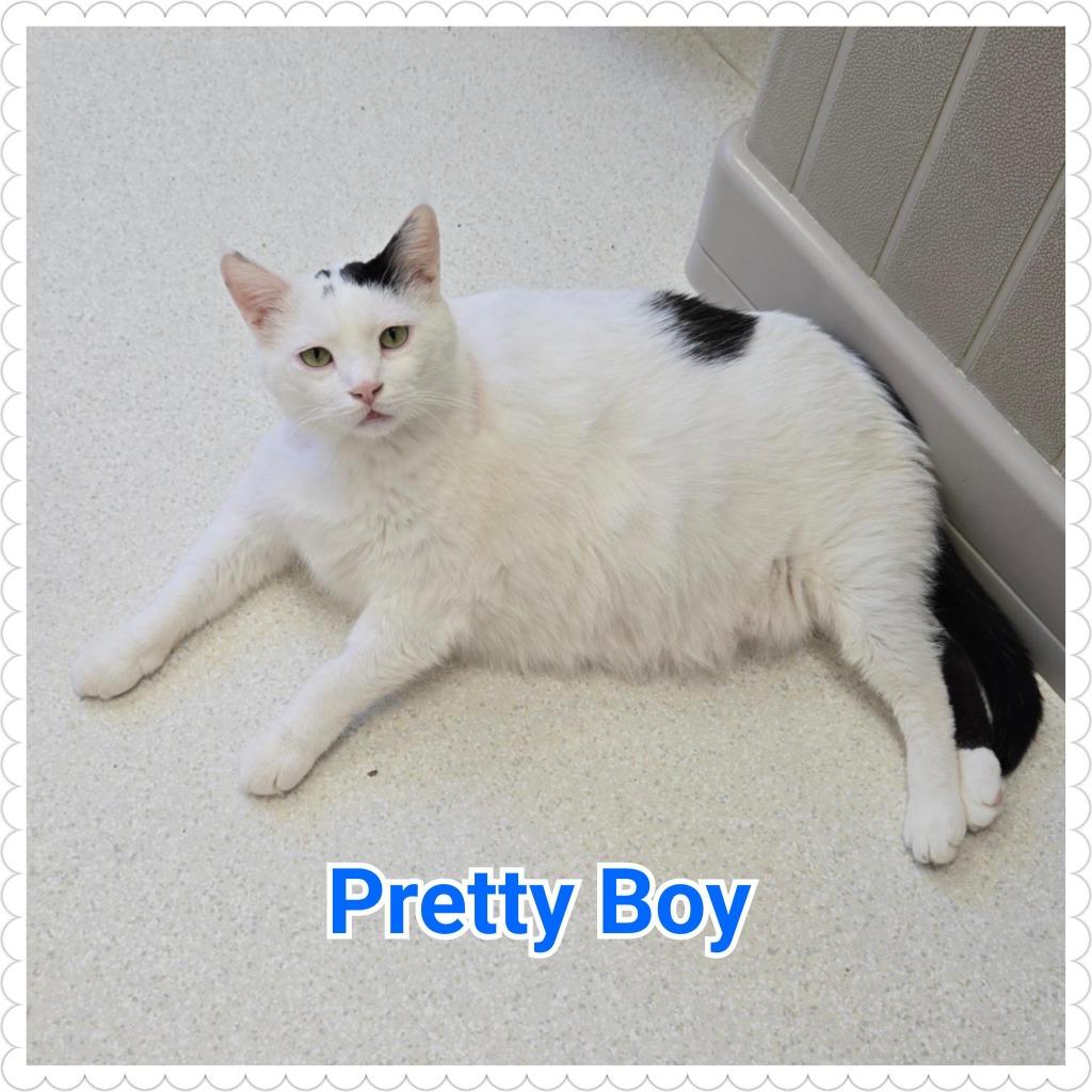 Enlarge Pretty Boy, a Adopted mixed breed in North Saint Paul, MN image 5/6