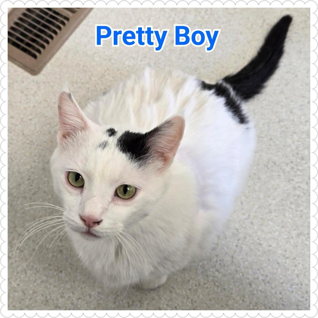 Enlarge Pretty Boy, a Adopted mixed breed in North Saint Paul, MN image 6/6