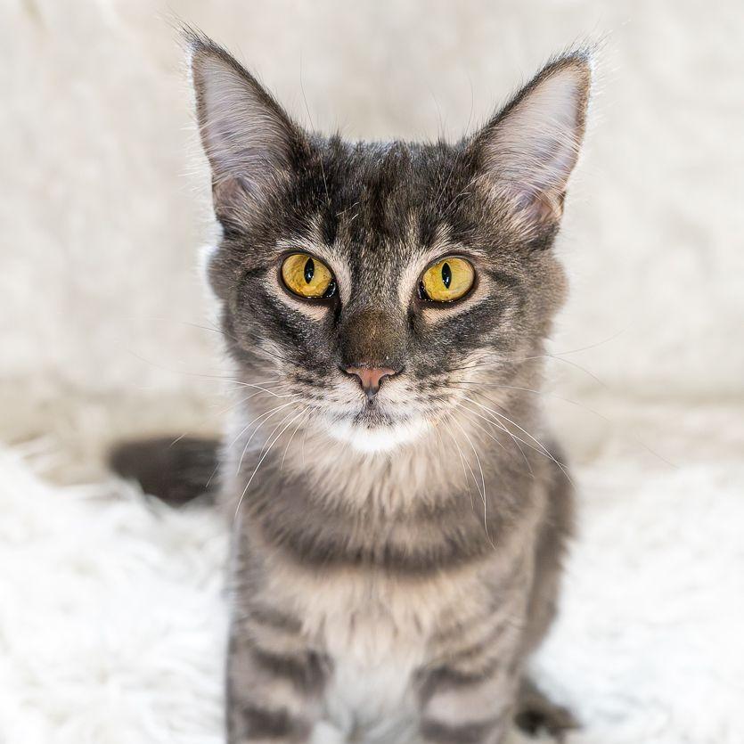 Jelly, Adoptable, Young Female Domestic Medium Hair.