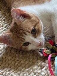 Maxwell, Adoptable, Kitten Male Tabby & Domestic Short Hair.