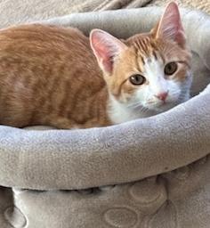 Enlarge Maxwell, a Adoptable mixed breed in Richardson, TX image 2/6