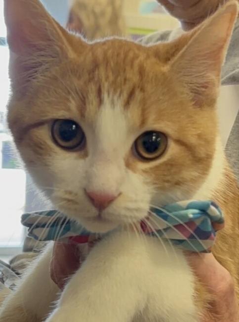 Enlarge Maxwell, a Adoptable mixed breed in Richardson, TX image 3/6