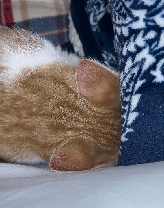 Enlarge Maxwell, a Adoptable mixed breed in Richardson, TX video 6/6