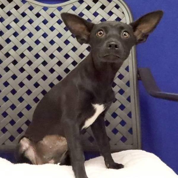 Dew, Adoptable, Young Female Cairn Terrier.