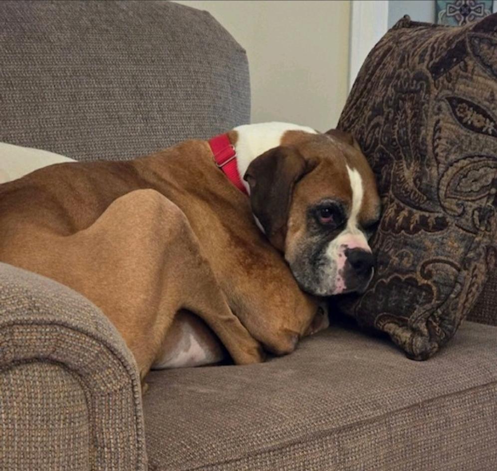 Enlarge Luka-boxer, a ADOPTABLE Boxer in Hamburg, NY image 4/6