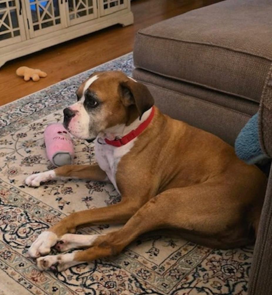 Enlarge Luka-boxer, a ADOPTABLE Boxer in Hamburg, NY image 3/6