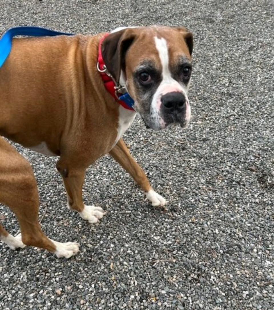 Enlarge Luka-boxer, a ADOPTABLE Boxer in Hamburg, NY image 2/6