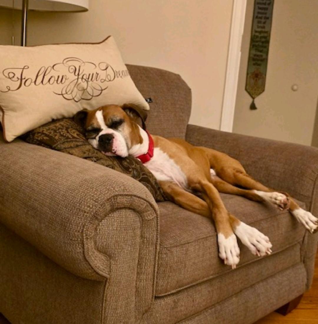 Luka-boxer, ADOPTABLE, Senior Male Boxer.