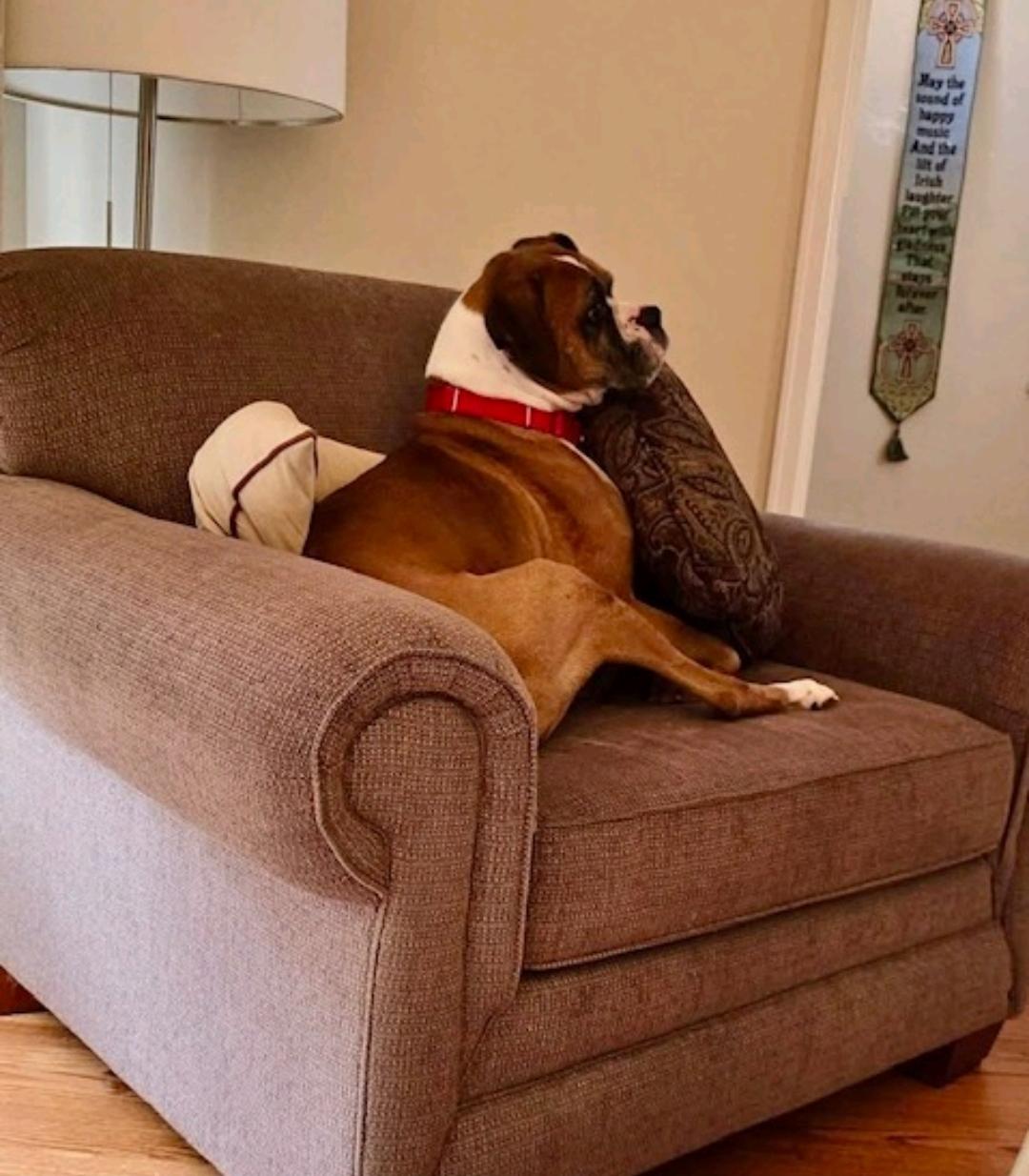 Enlarge Luka-boxer, a ADOPTABLE Boxer in Hamburg, NY image 6/6