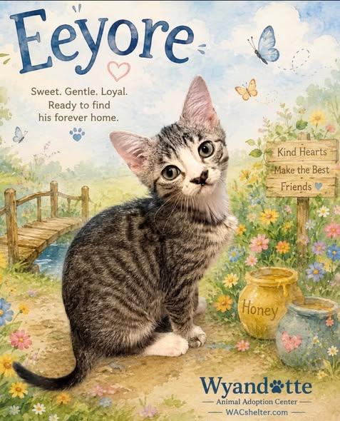 EEYORE, adopted, Young Male Domestic Short Hair.