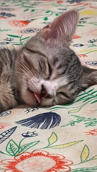 Enlarge EEYORE, an adopted Domestic Short Hair in Wyandotte, MI image 3/4