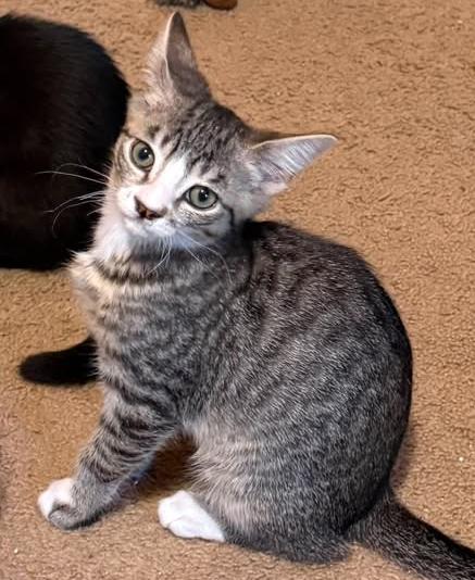 Enlarge EEYORE, an adopted Domestic Short Hair in Wyandotte, MI image 2/4