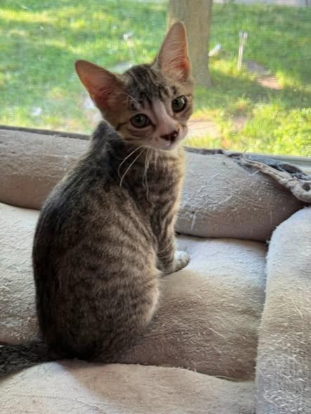 Enlarge EEYORE, an adopted Domestic Short Hair in Wyandotte, MI image 4/4
