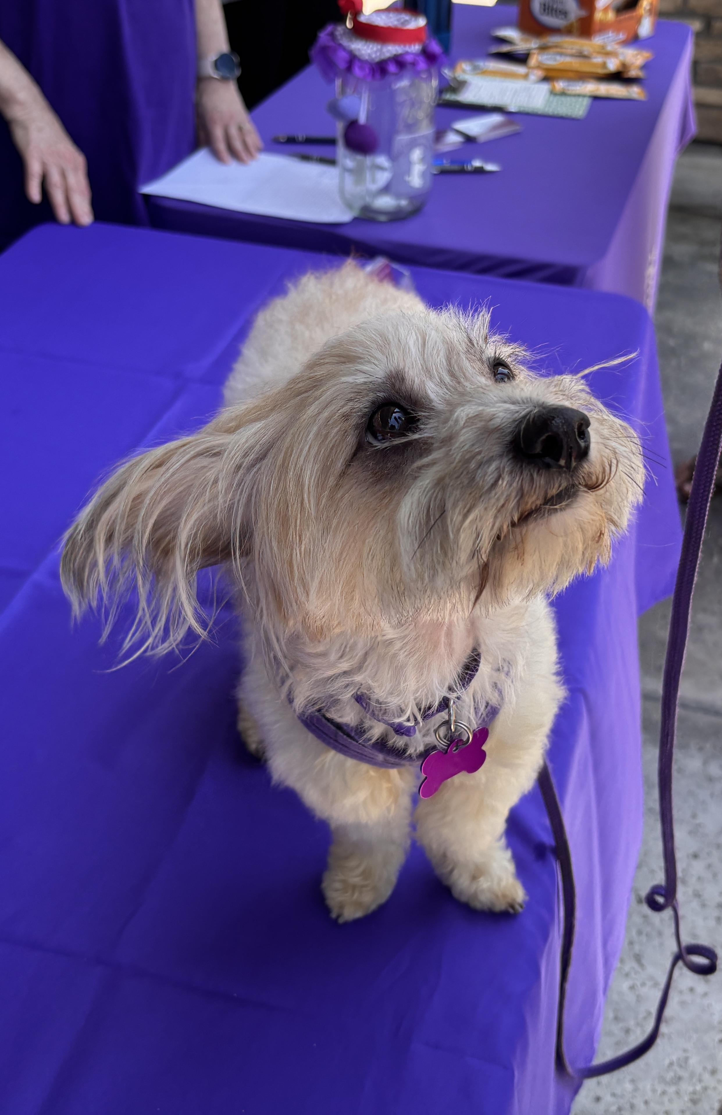 Ollie #554, a Adopted mixed breed in Placentia, CA image 1/6