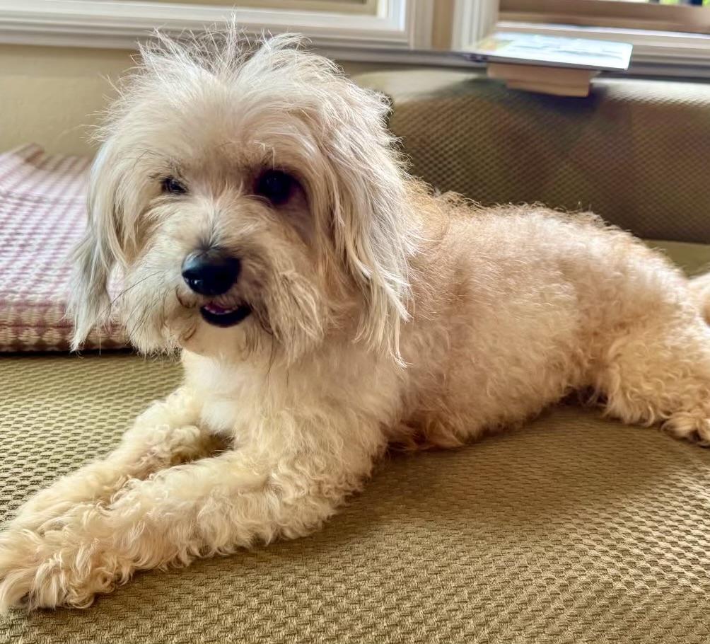 Ollie #554, a Adoptable mixed breed in Placentia, CA image 2/6