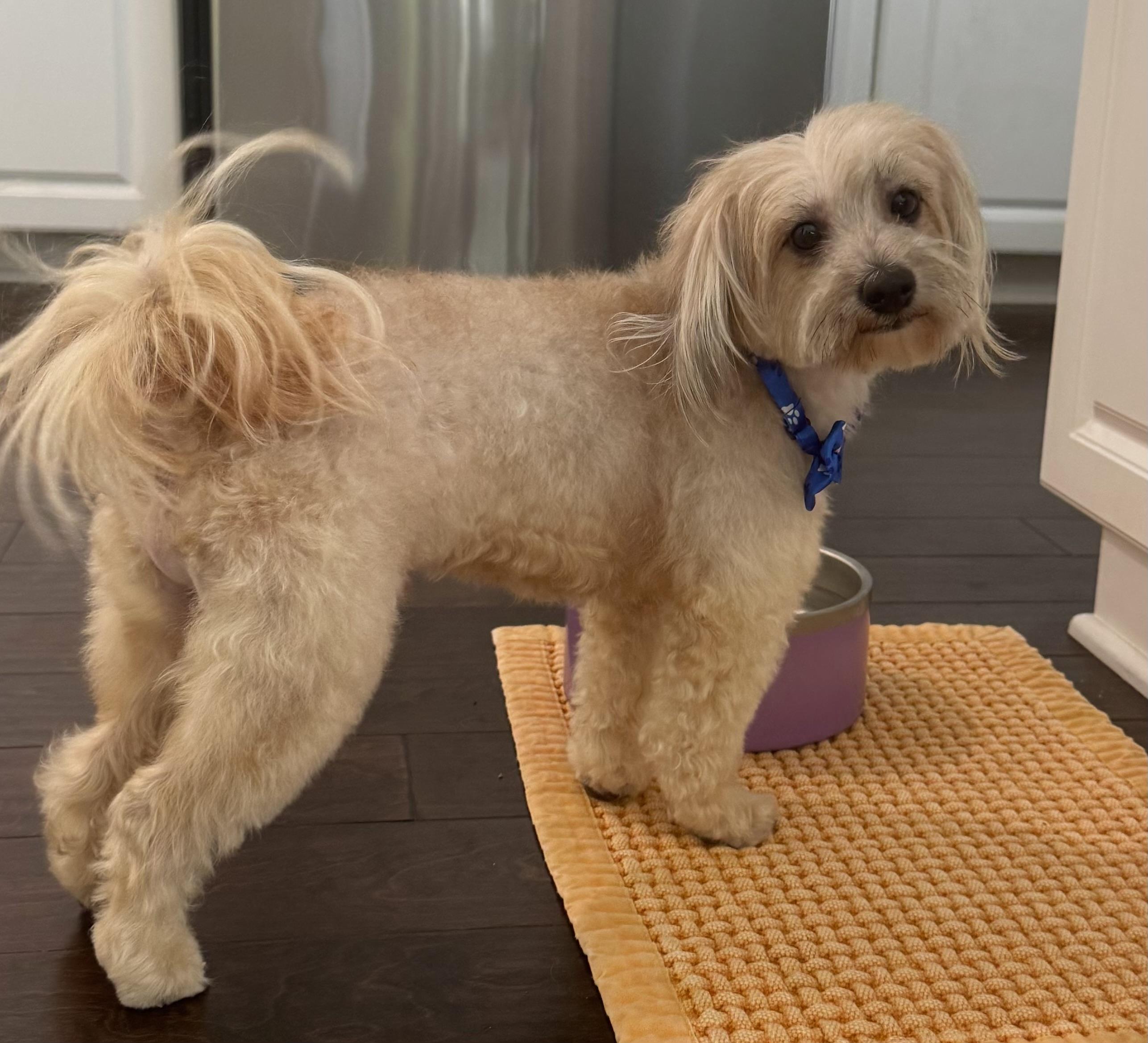 Ollie #554, a Adoptable mixed breed in Placentia, CA image 3/6