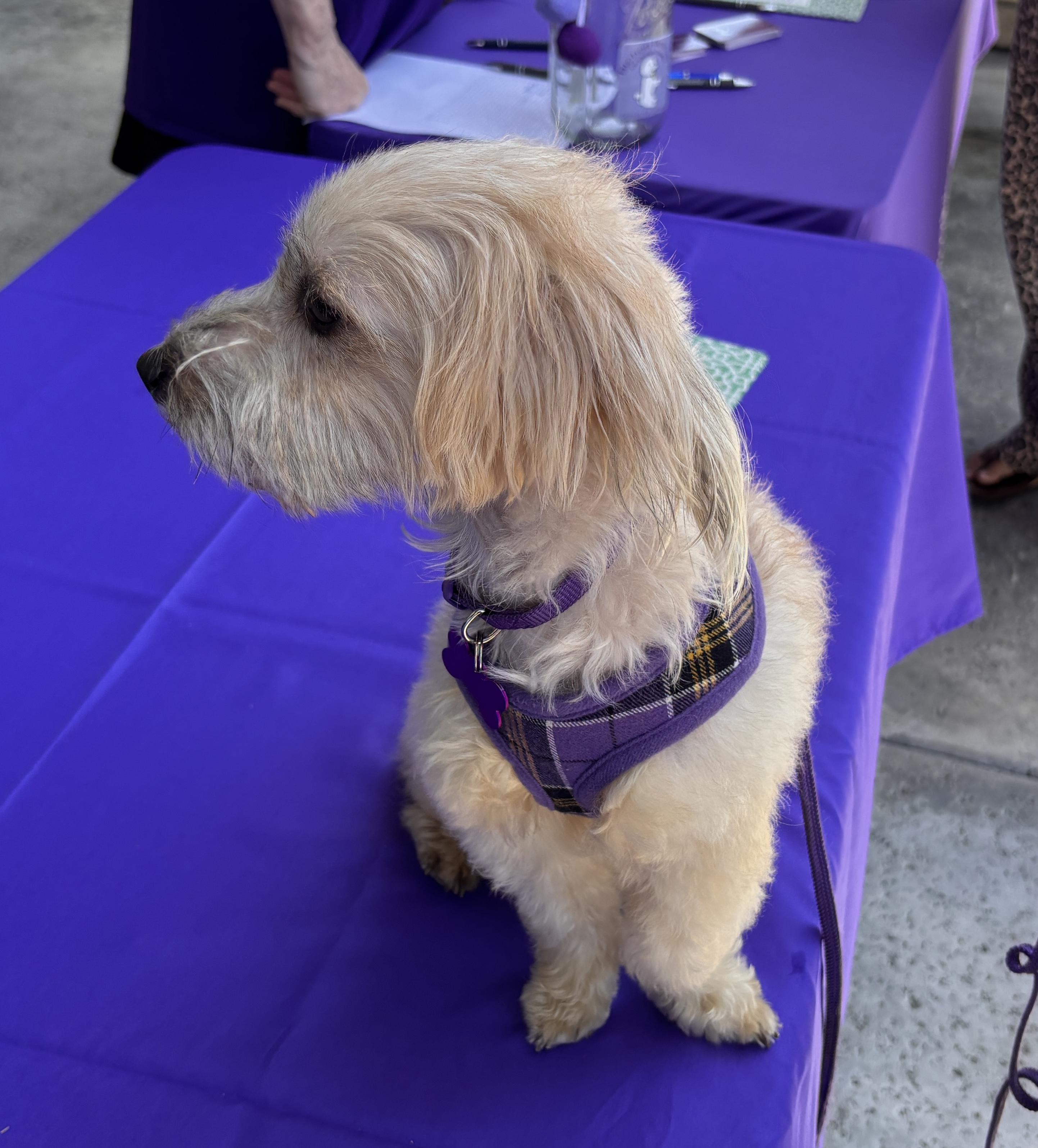 Ollie #554, a Adoptable mixed breed in Placentia, CA image 4/6