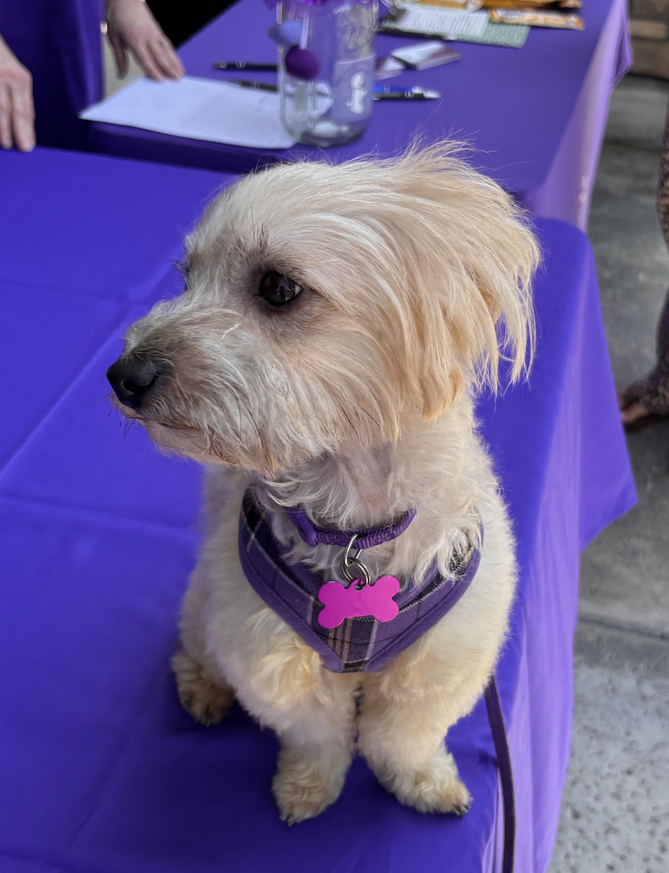 Ollie #554, a Adoptable mixed breed in Placentia, CA image 5/6