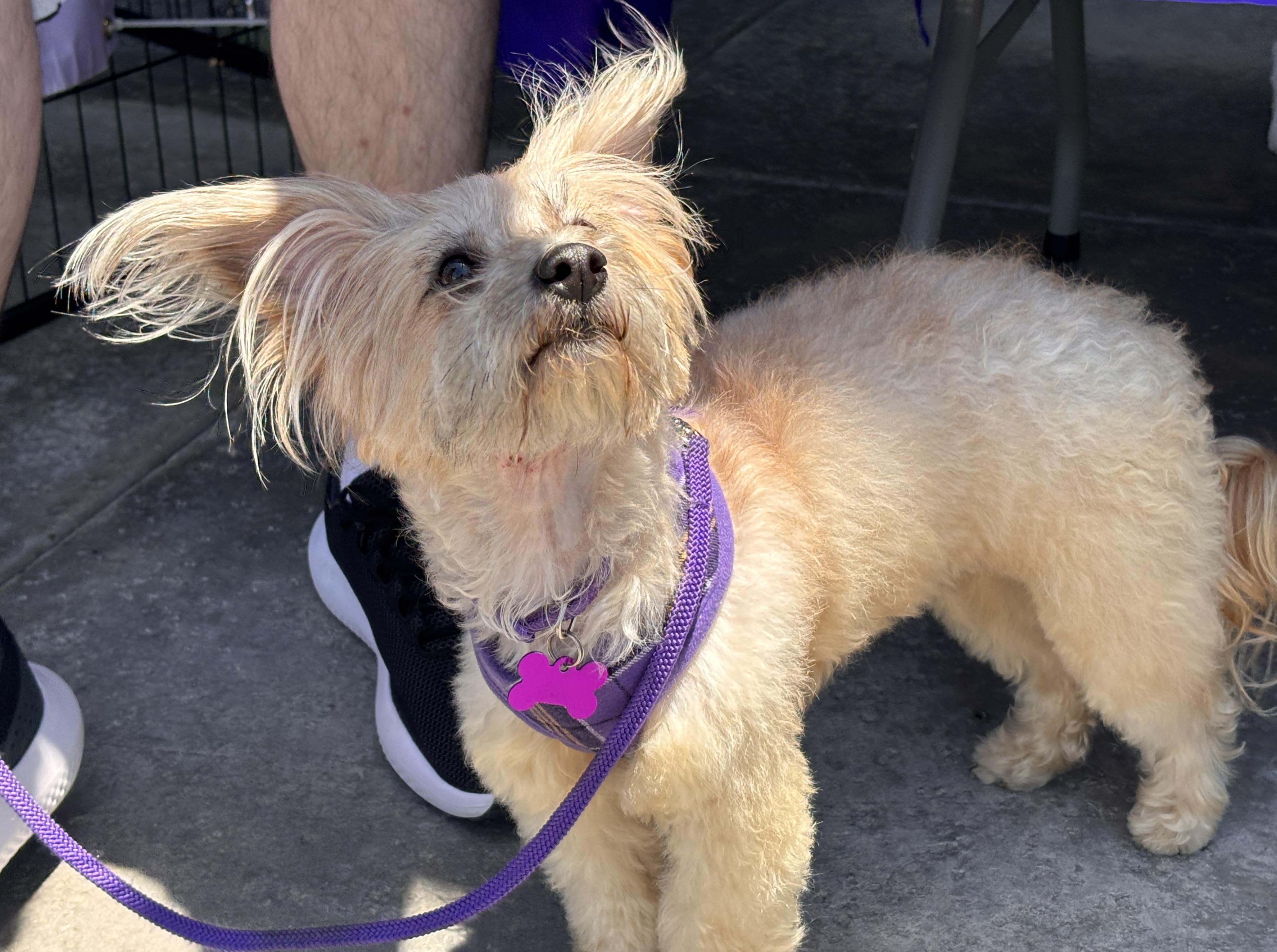 Ollie #554, a Adoptable mixed breed in Placentia, CA image 6/6