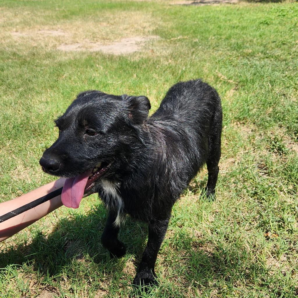 Stanley JuM*, a Adoptable mixed breed in Jacksonville, FL image 6/6
