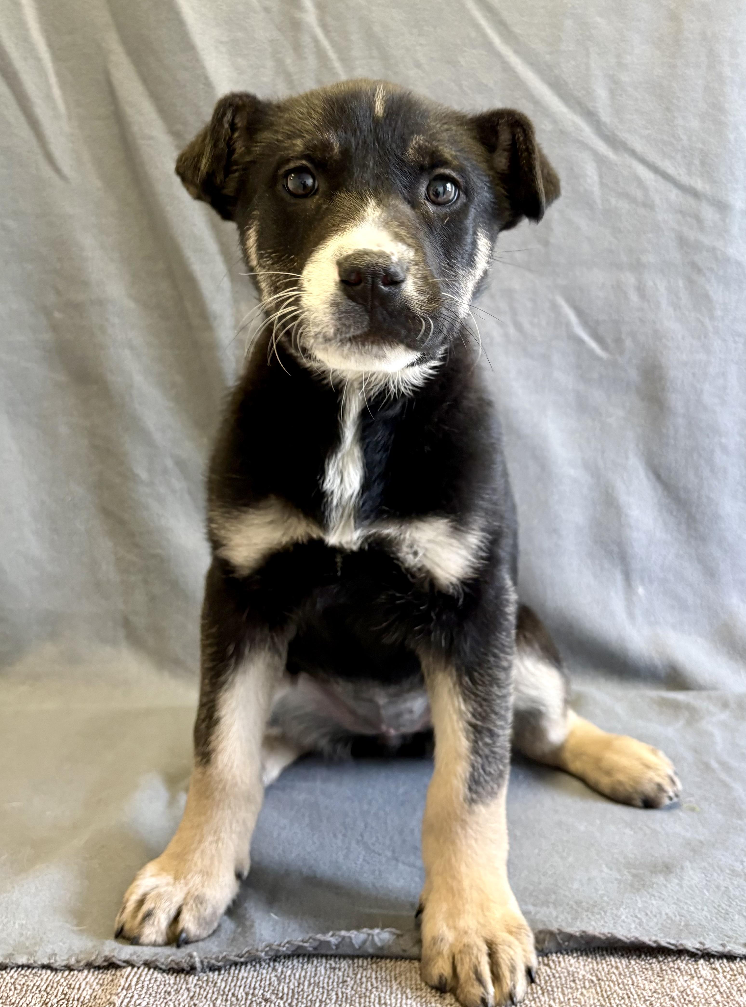 Enlarge Fiona, a Adoptable mixed breed in Buffalo, MN image 1/1