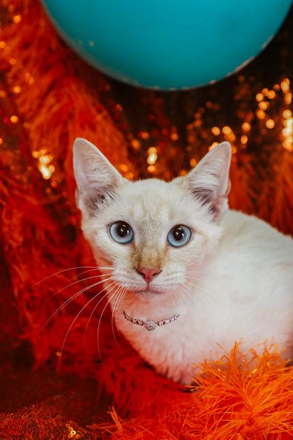 Callie, Adoptable, Adult Female Domestic Short Hair & Domestic Short Hair.