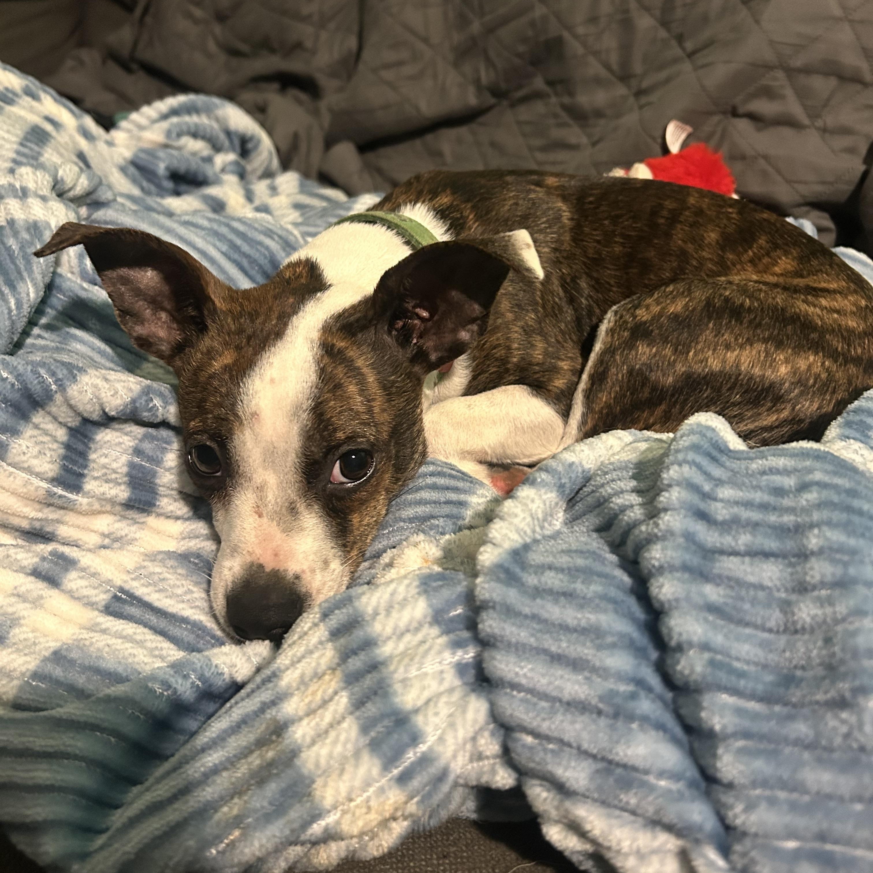 Enlarge Dilly, a Adoptable mixed breed in Chelsea, VT image 2/3