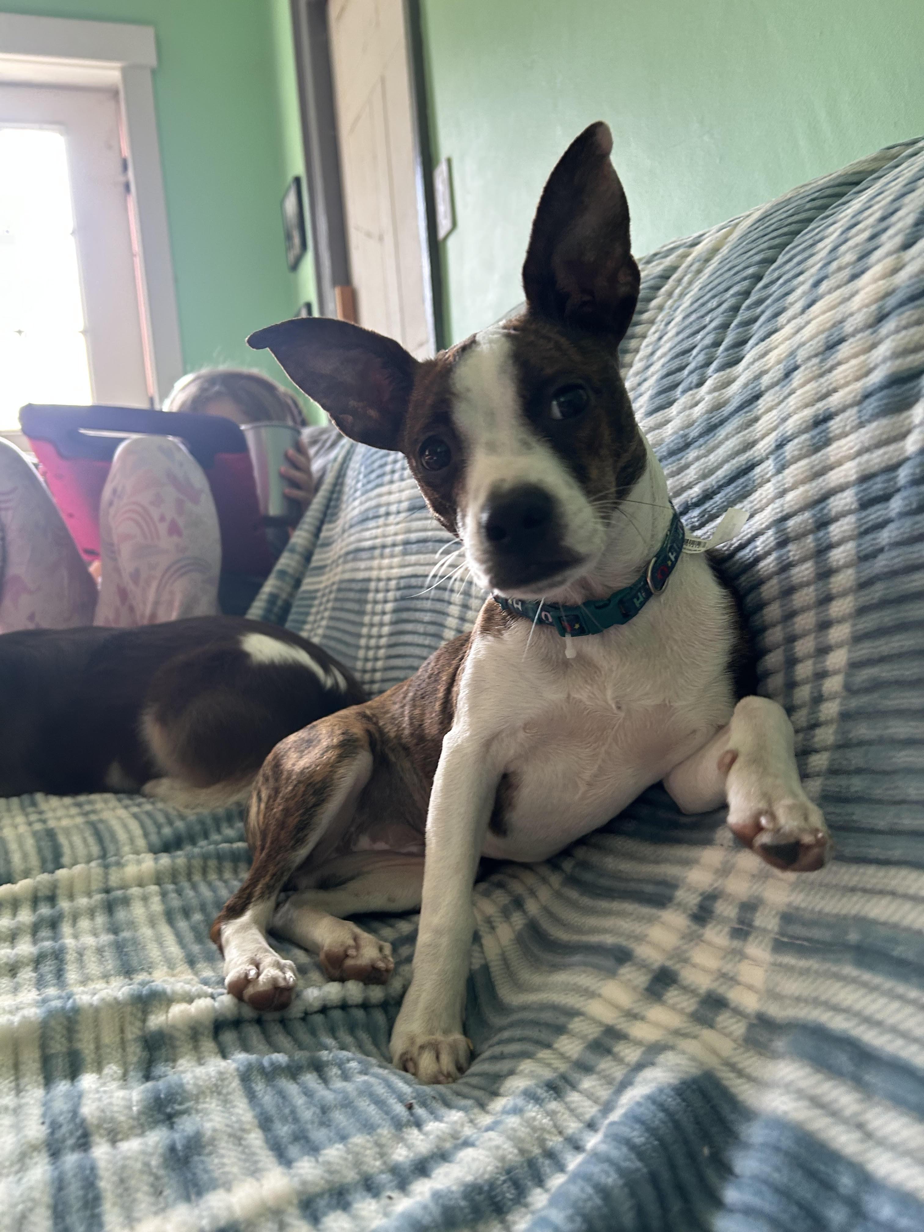 Enlarge Dilly, a Adoptable mixed breed in Chelsea, VT image 1/3