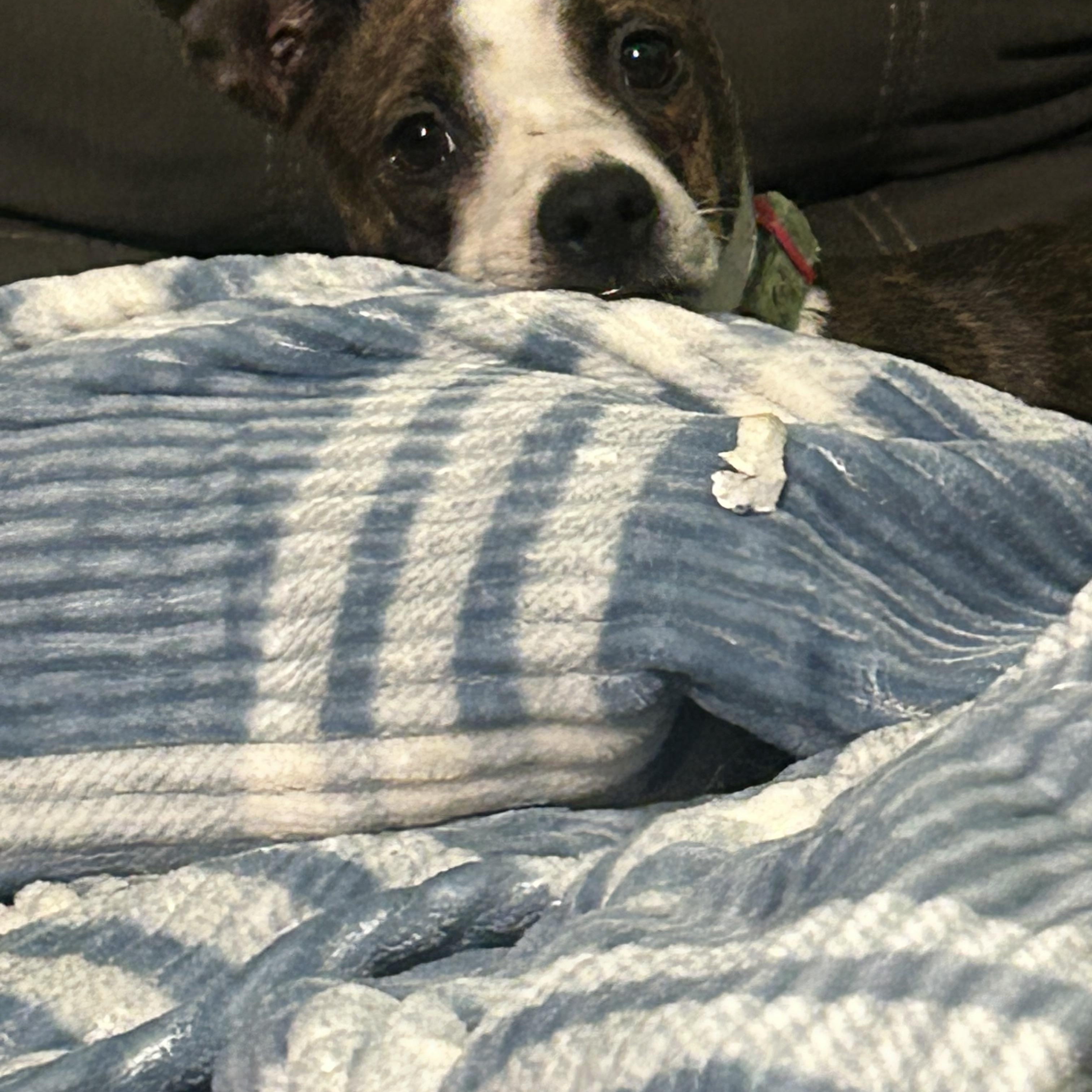 Enlarge Dilly, a Adoptable mixed breed in Chelsea, VT image 3/3