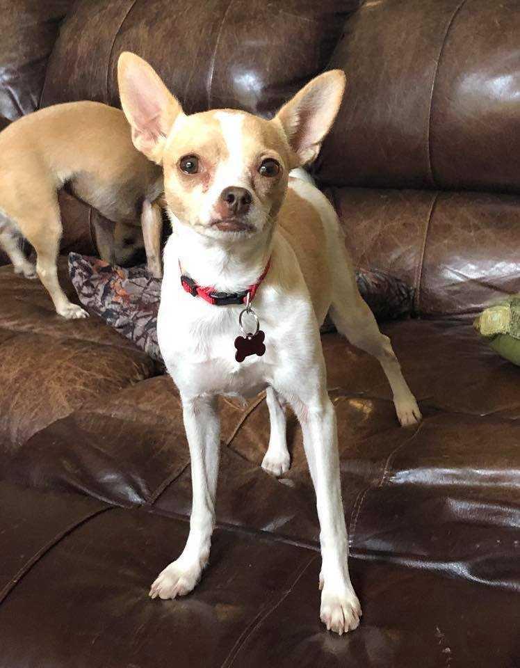 Enlarge Figment, a Adopted Chihuahua in Blanchard, OK image 1/1