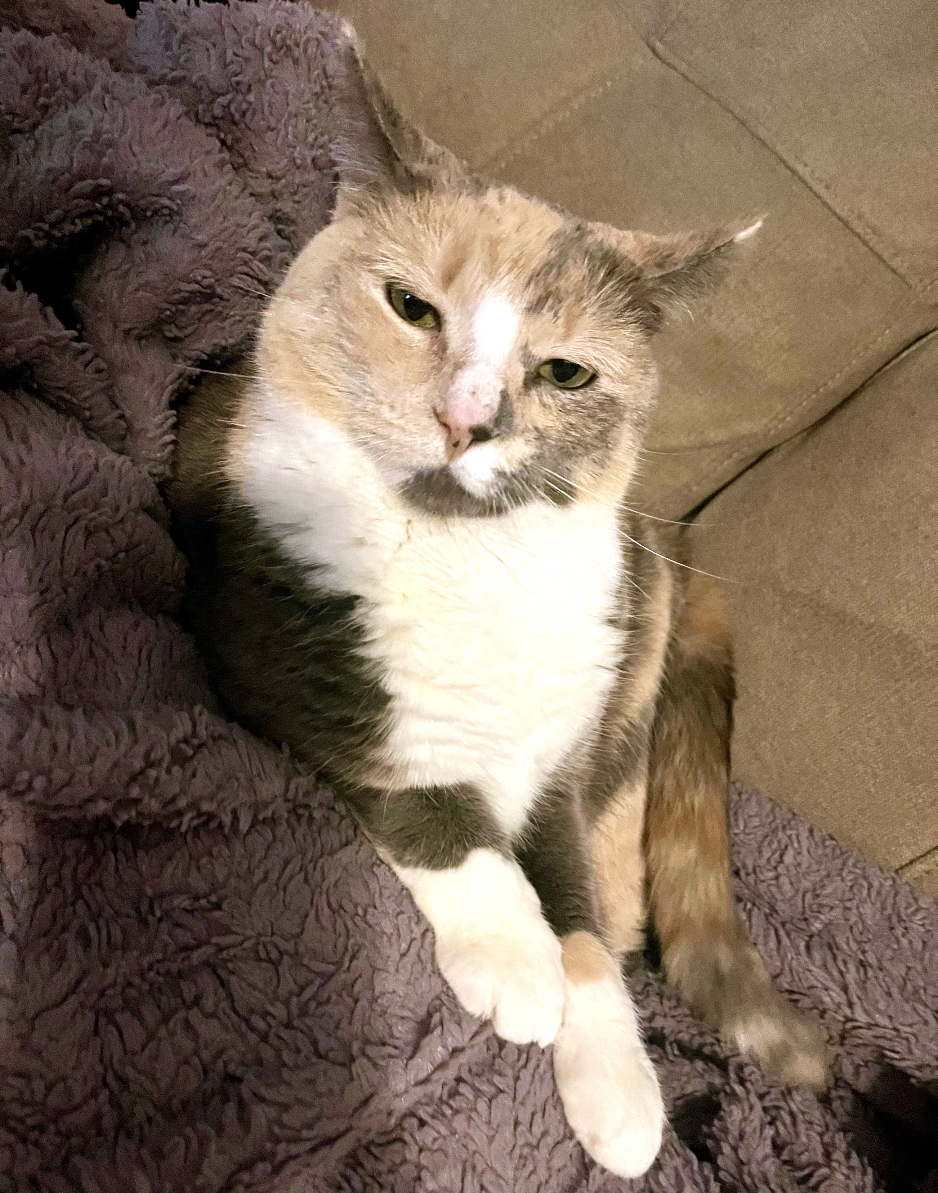 Ada, a Adoptable Domestic Short Hair in Philadelphia, PA image 4/4