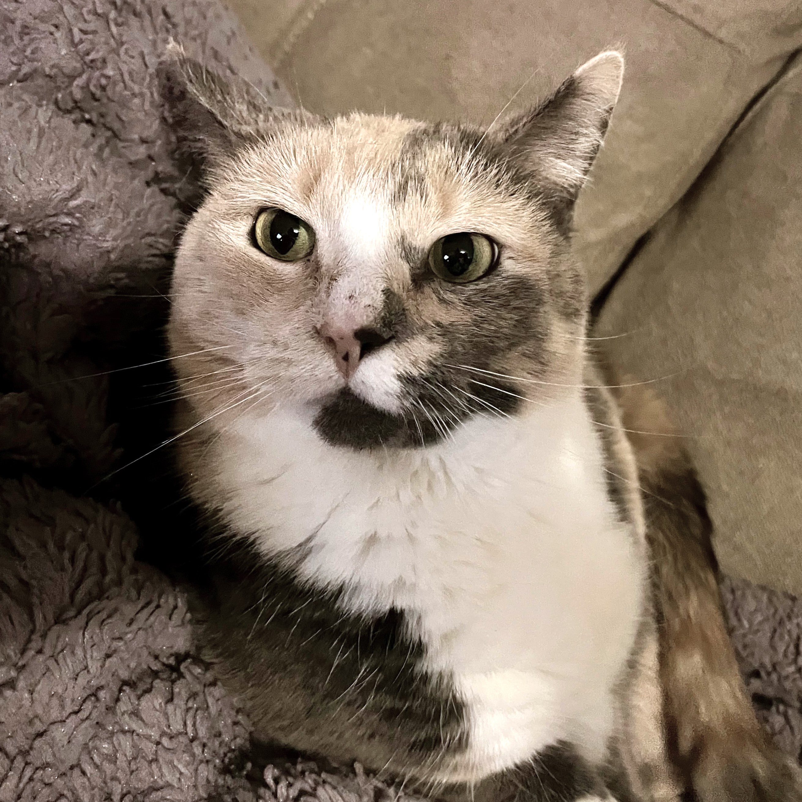 Ada, a Adoptable Domestic Short Hair in Philadelphia, PA image 3/4