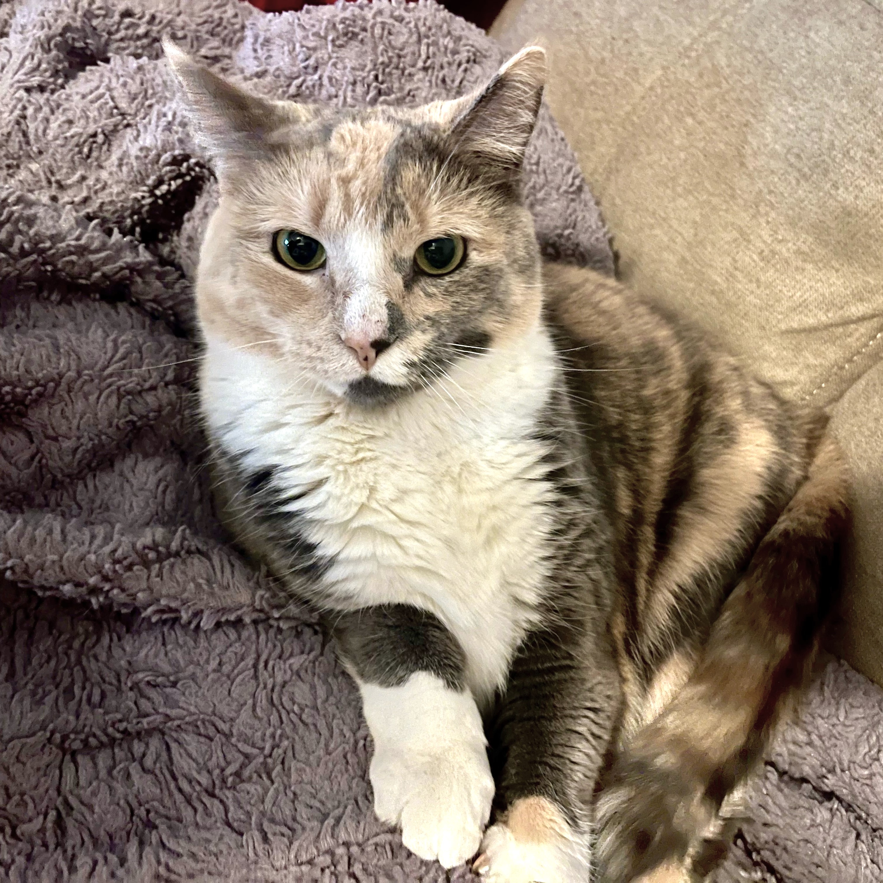 Ada, Adoptable, Adult Female Domestic Short Hair.