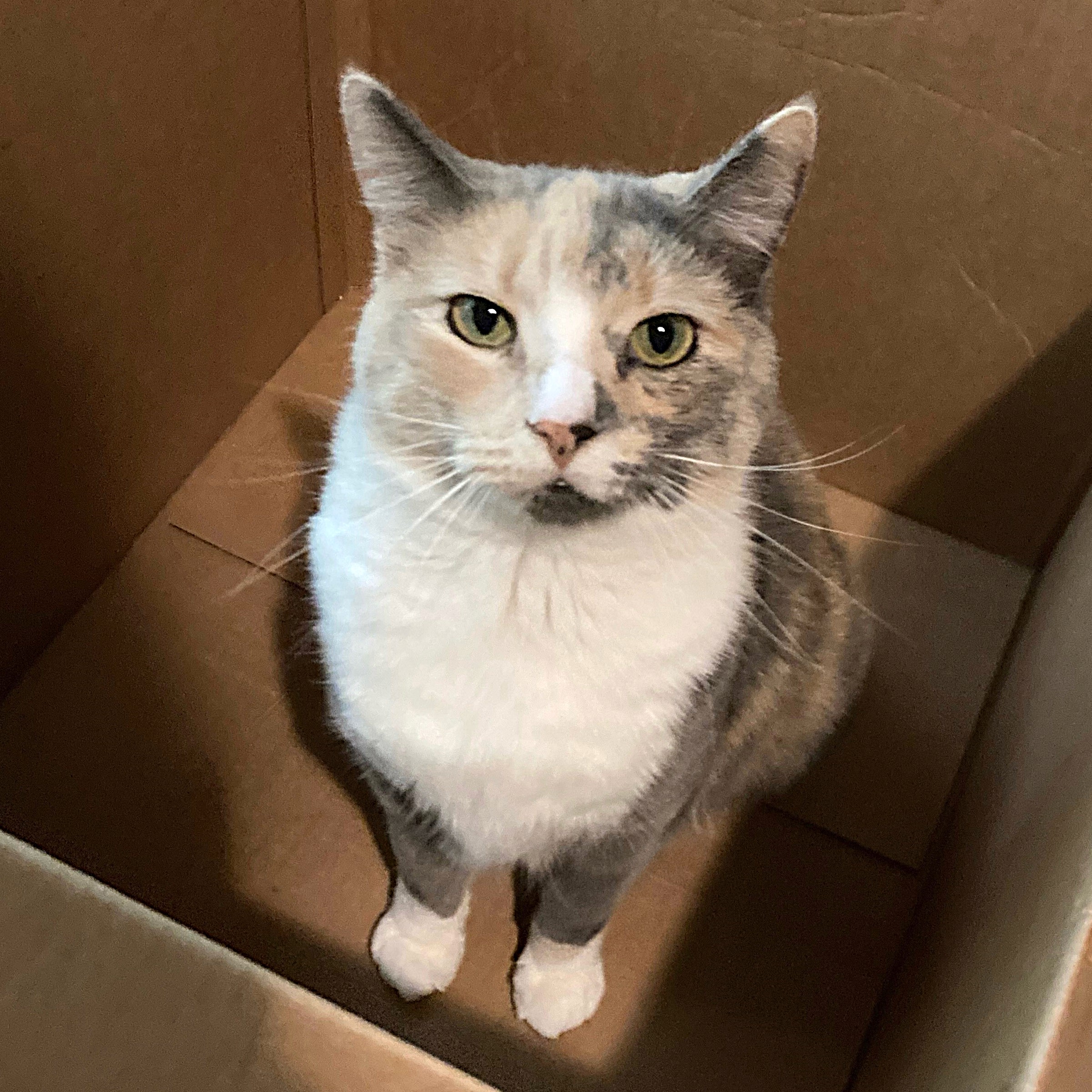 Ada, a Adoptable Domestic Short Hair in Philadelphia, PA image 2/4