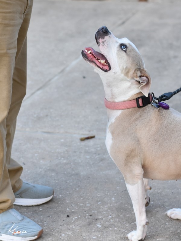 Kacie, Adult Female American Staffordshire Terrier