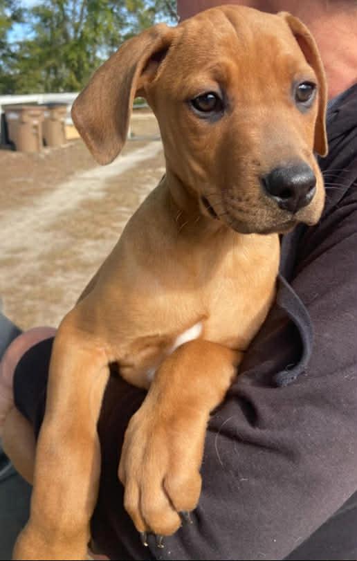 Memphis, a Adoptable mixed breed in Panama City, FL image 1/3