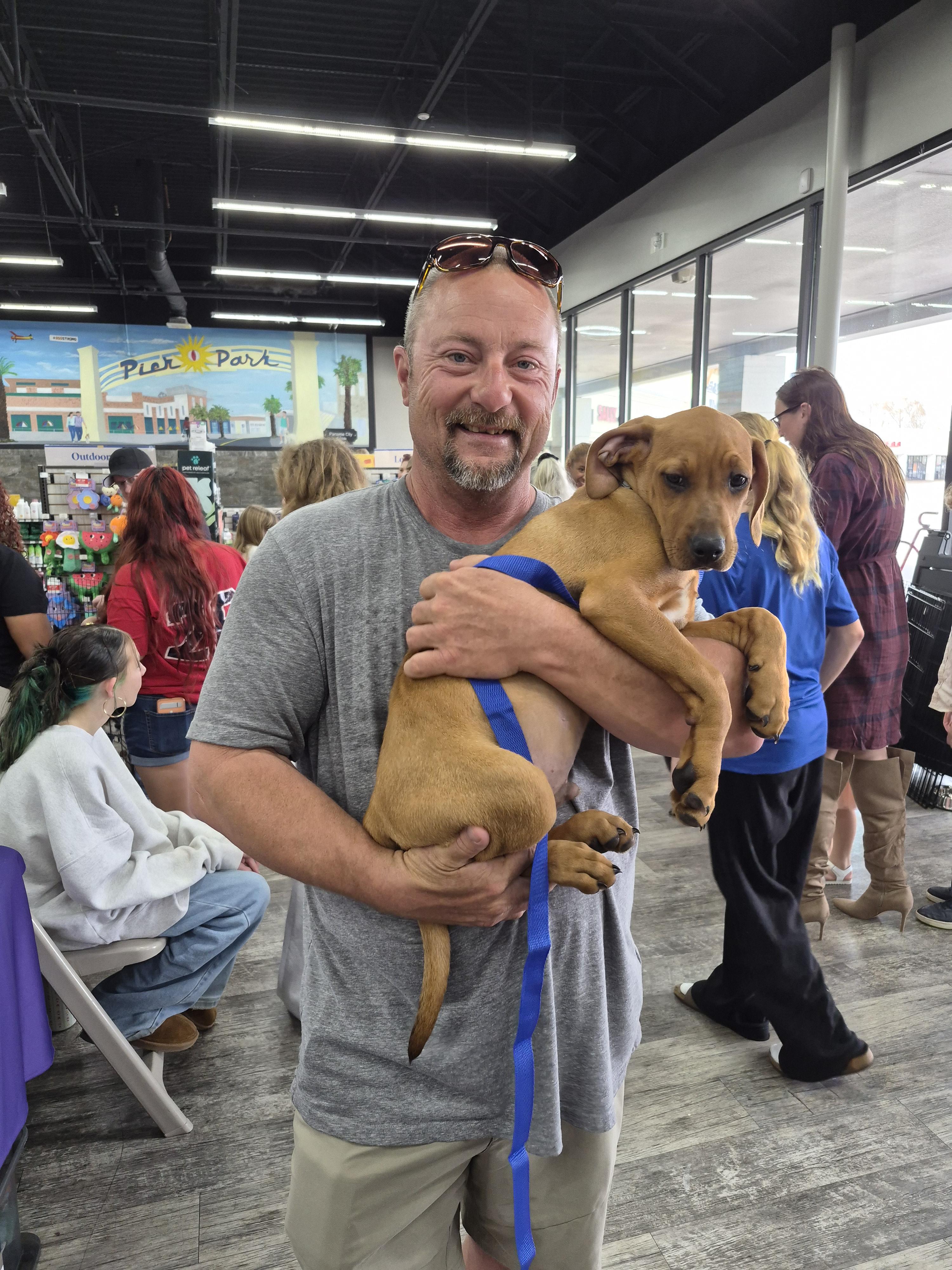 Memphis, a Adoptable mixed breed in Panama City, FL image 2/3
