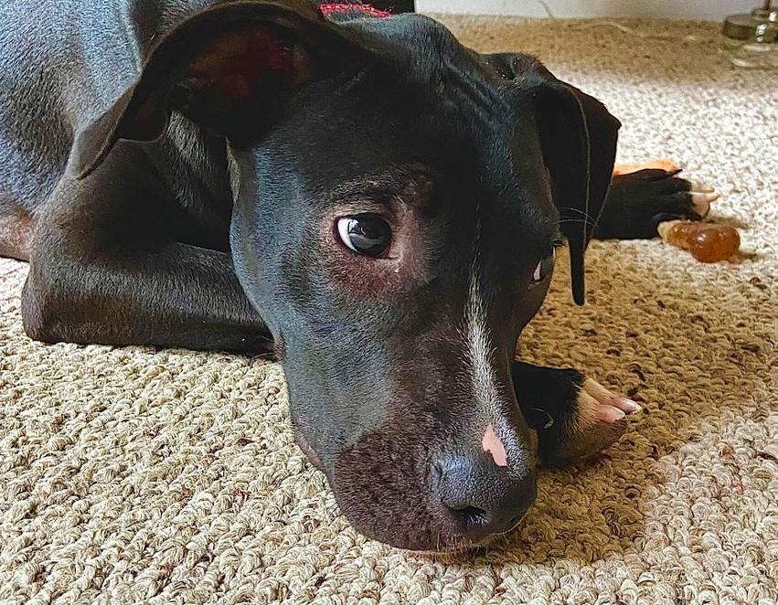 Rosalina, a Adoptable mixed breed in Columbus, IN image 2/2